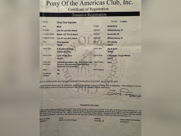 American Quarter Horse Wallach 10 Jahre 137 cm Roan-Red in Dennison IL