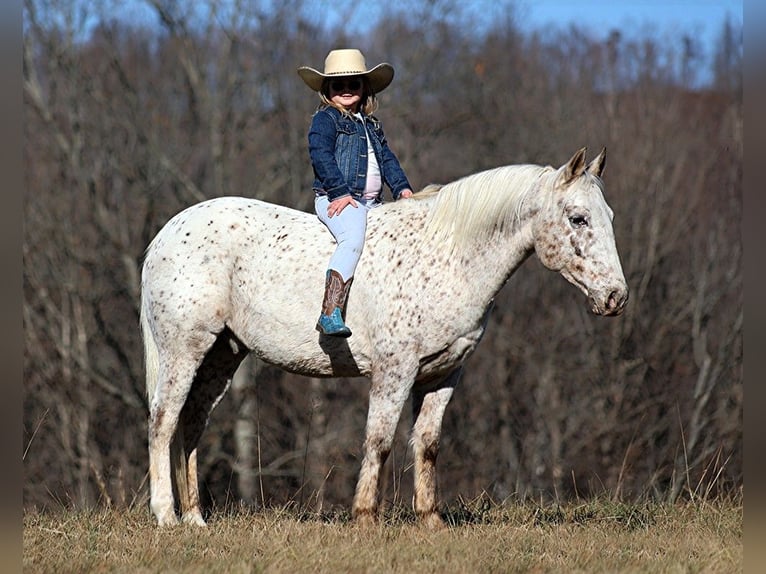 American Quarter Horse Wallach 10 Jahre 137 cm Rotbrauner in Brodhead KY