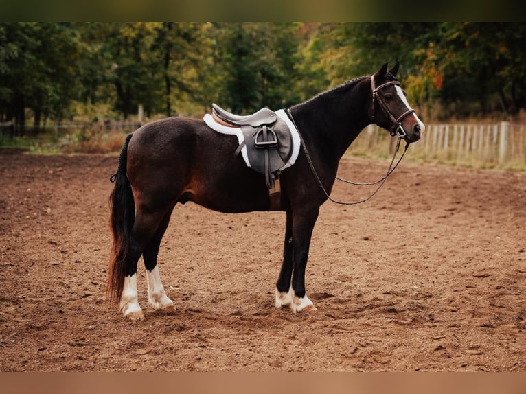 American Quarter Horse Wallach 10 Jahre 137 cm Rotbrauner in Berea KY