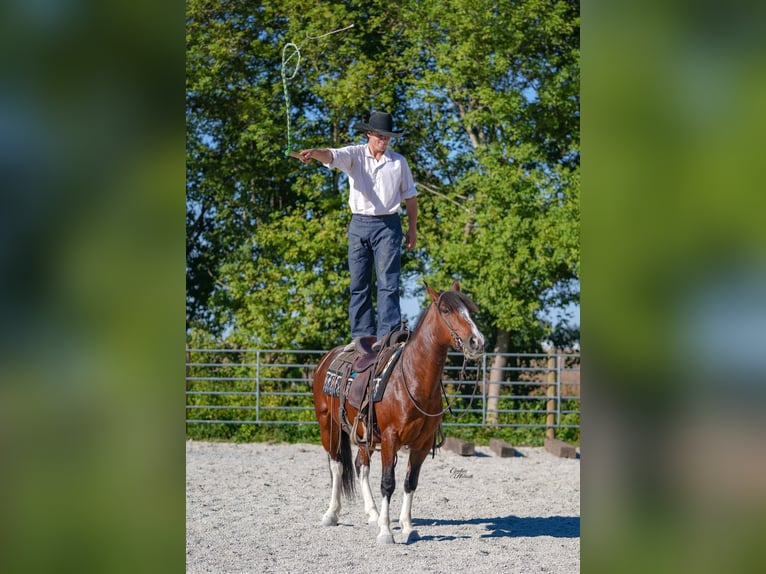 American Quarter Horse Wallach 10 Jahre 137 cm Tobiano-alle-Farben in Inndependence IA