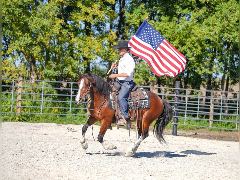 American Quarter Horse Wallach 10 Jahre 137 cm Tobiano-alle-Farben in Inndependence IA
