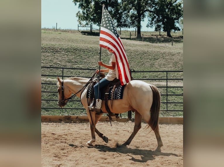 American Quarter Horse Wallach 10 Jahre 140 cm Champagne in Dundee
