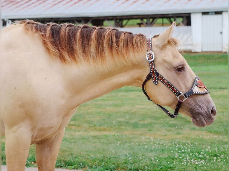 American Quarter Horse Wallach 10 Jahre 140 cm Champagne in Dundee