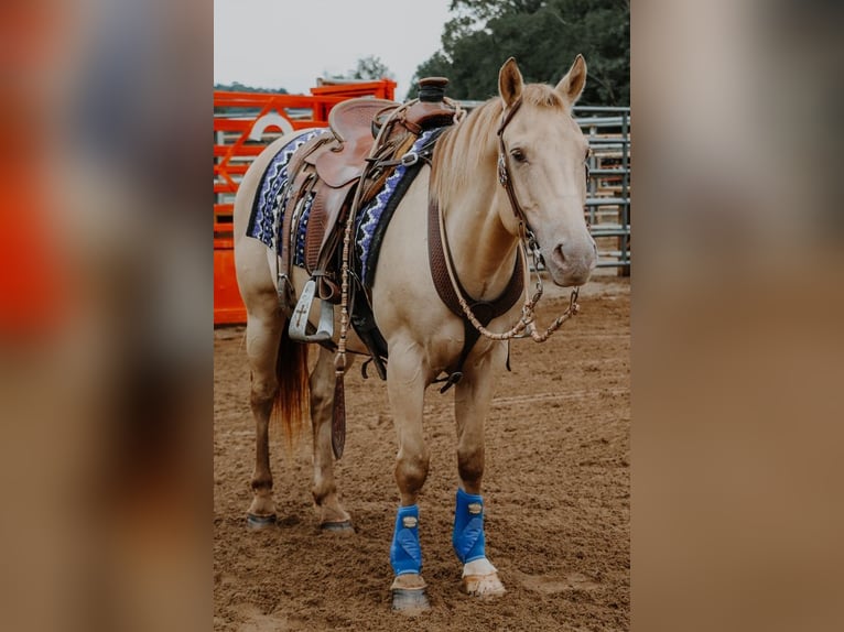 American Quarter Horse Wallach 10 Jahre 140 cm Champagne in Dundee