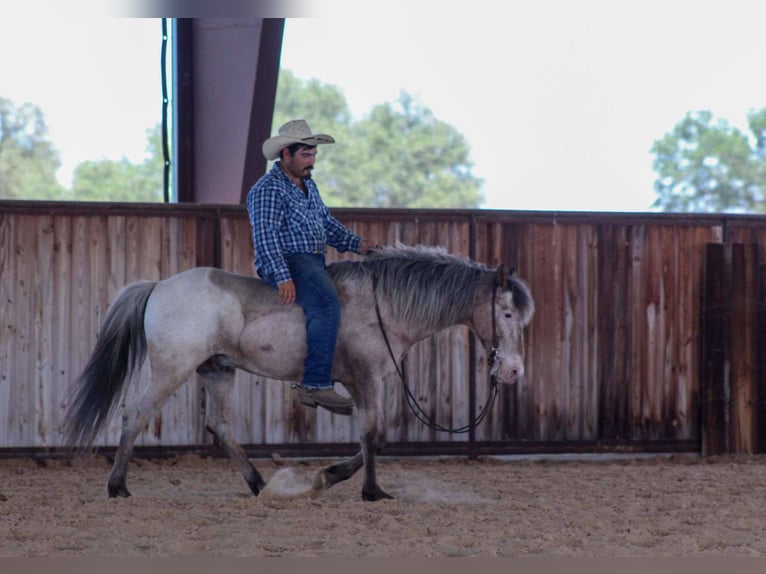 American Quarter Horse Wallach 10 Jahre 140 cm Roan-Bay in Stephenville TX