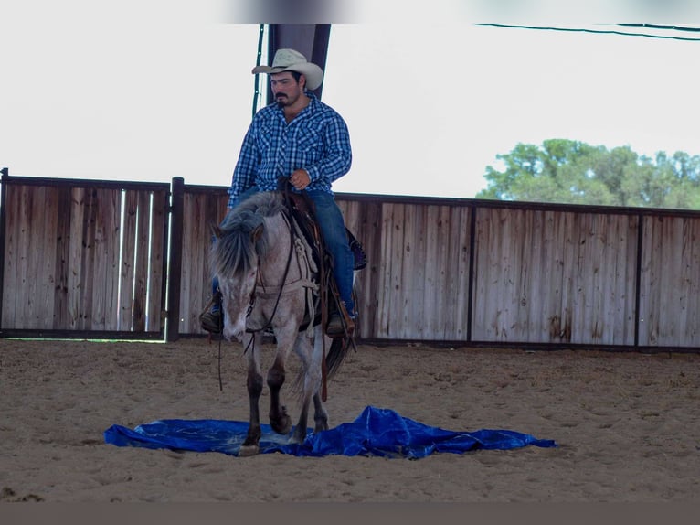 American Quarter Horse Wallach 10 Jahre 140 cm Roan-Bay in Stephenville TX