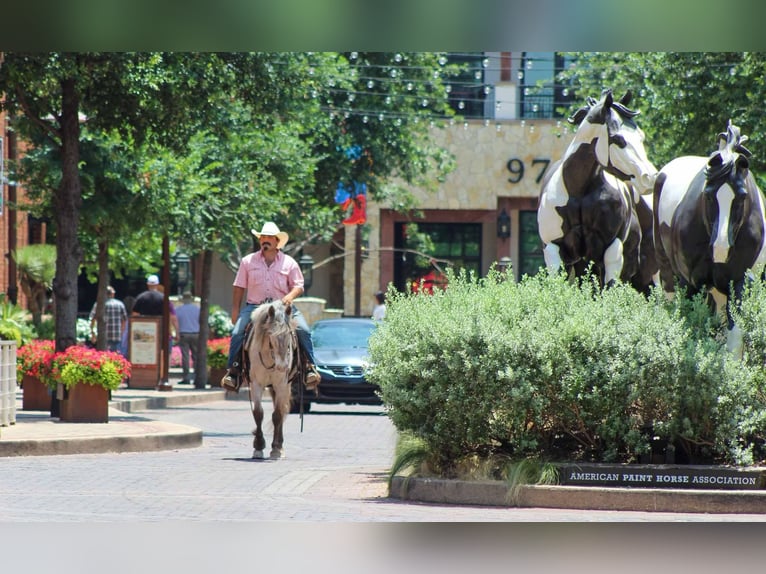 American Quarter Horse Wallach 10 Jahre 140 cm Roan-Bay in Stephenville TX