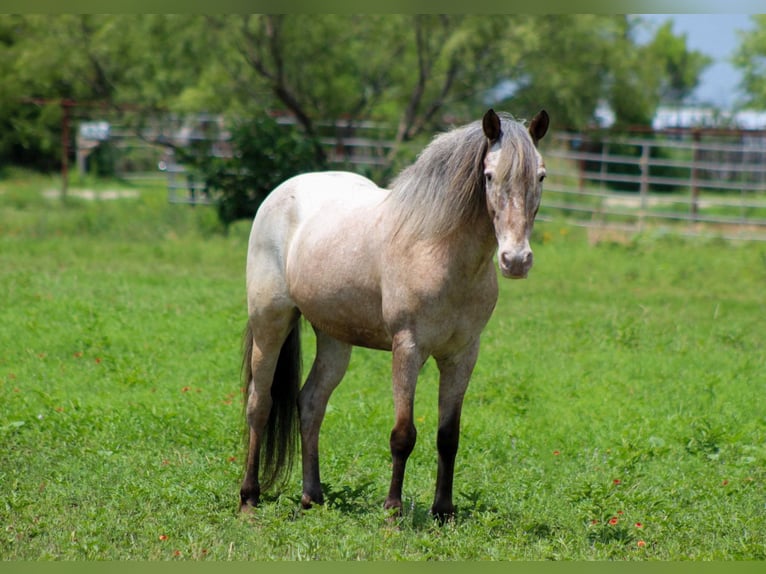 American Quarter Horse Wallach 10 Jahre 140 cm Roan-Bay in Stephenville TX