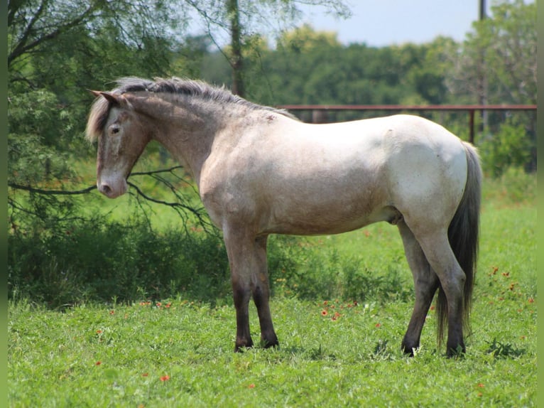 American Quarter Horse Wallach 10 Jahre 140 cm Roan-Bay in Stephenville TX