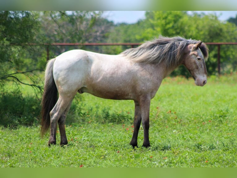 American Quarter Horse Wallach 10 Jahre 140 cm Roan-Bay in Stephenville TX