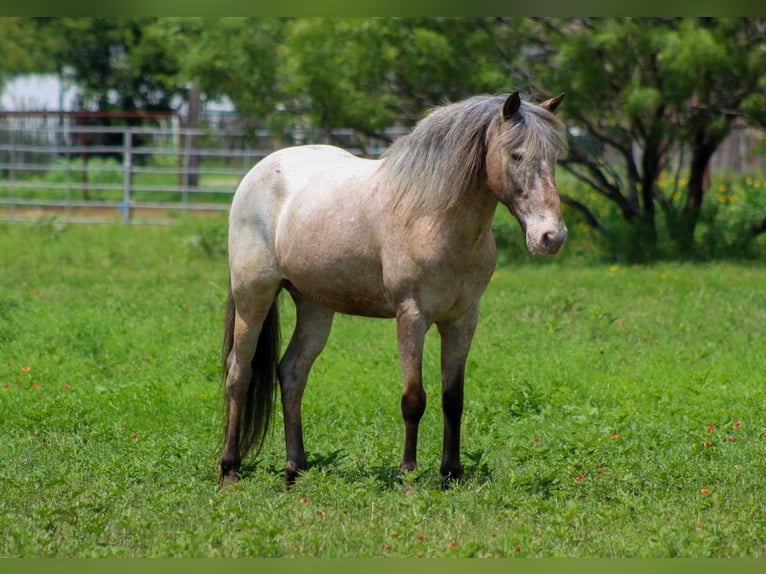 American Quarter Horse Wallach 10 Jahre 140 cm Roan-Bay in Stephenville TX