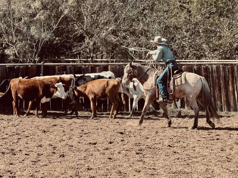 American Quarter Horse Wallach 10 Jahre 140 cm Roan-Bay in Stephenville TX