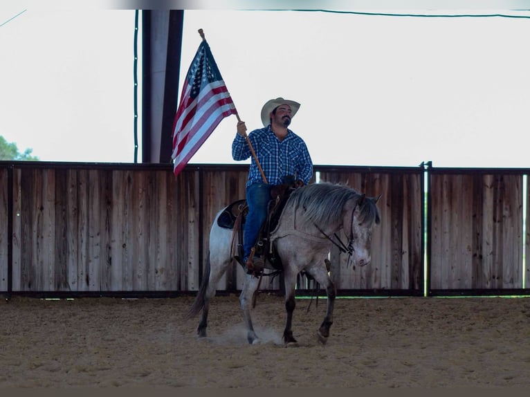 American Quarter Horse Wallach 10 Jahre 140 cm Roan-Bay in Stephenville TX