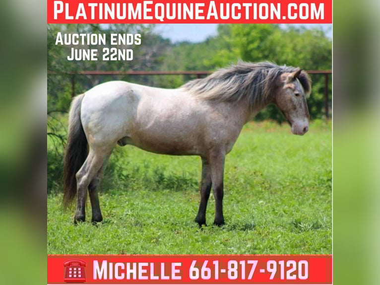 American Quarter Horse Wallach 10 Jahre 140 cm Roan-Bay in Stephenville TX