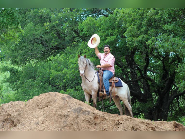 American Quarter Horse Wallach 10 Jahre 140 cm Roan-Bay in Stephenville TX