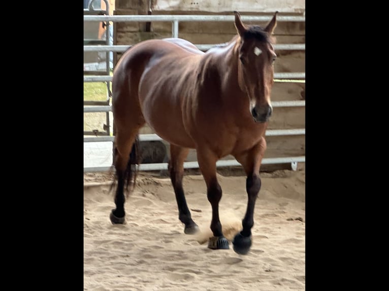 American Quarter Horse Wallach 10 Jahre 142 cm Brauner in Eschwege