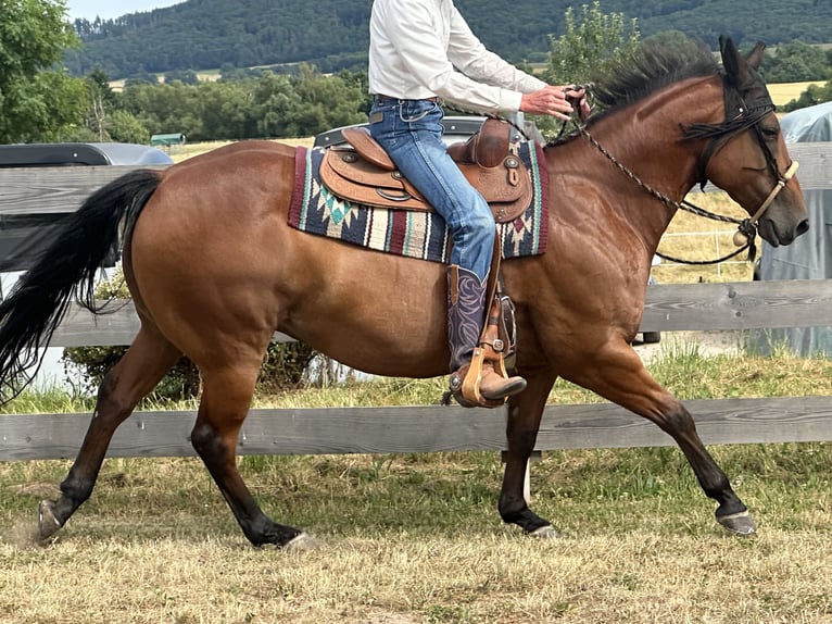 American Quarter Horse Wallach 10 Jahre 142 cm Brauner in Eschwege