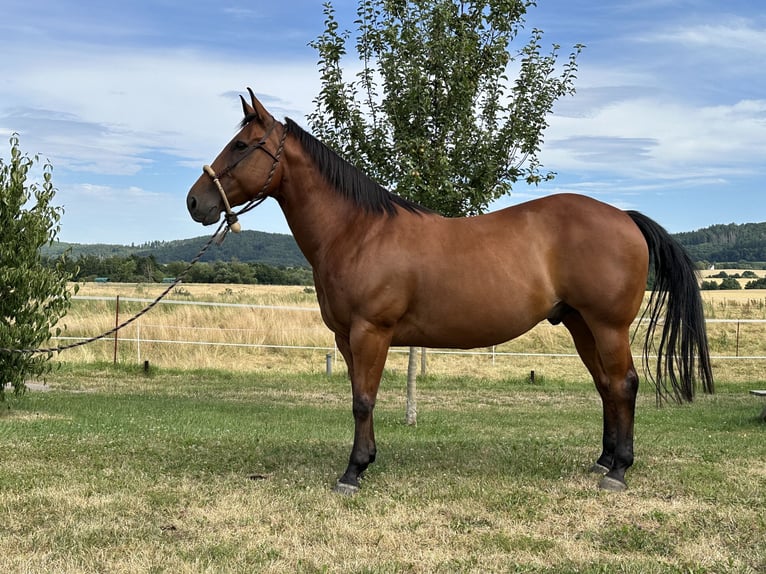 American Quarter Horse Wallach 10 Jahre 142 cm Brauner in Eschwege