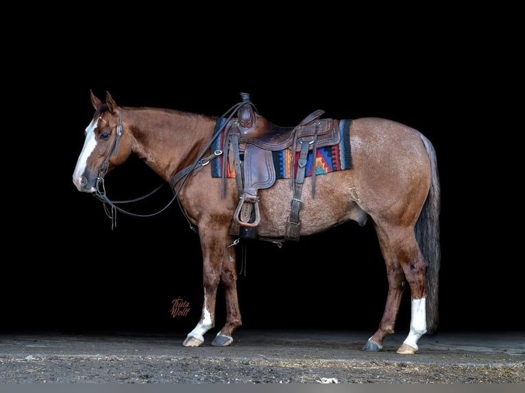 American Quarter Horse Wallach 10 Jahre 142 cm in Holland, IA