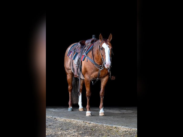 American Quarter Horse Wallach 10 Jahre 142 cm in Holland, IA
