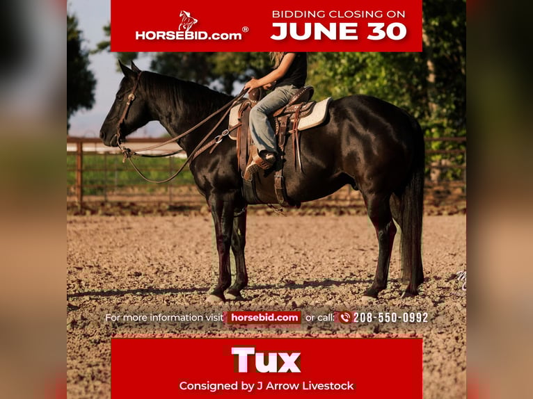 American Quarter Horse Wallach 10 Jahre 142 cm Rappe in Caldwell, ID
