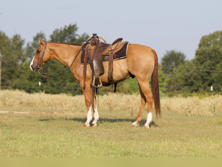 American Quarter Horse Wallach 10 Jahre 142 cm Red Dun in Collinsville