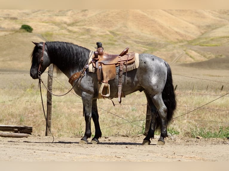 American Quarter Horse Wallach 10 Jahre 142 cm Roan-Blue in Tres Pinos