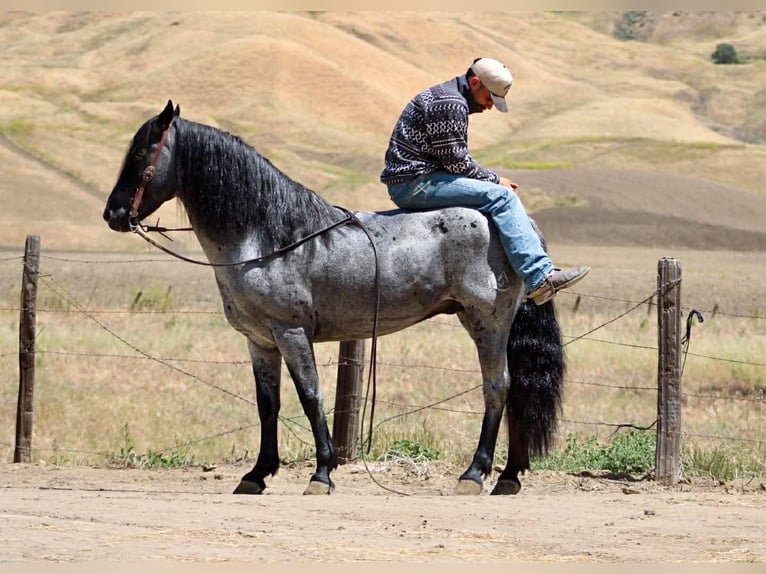 American Quarter Horse Wallach 10 Jahre 142 cm Roan-Blue in Tres Pinos