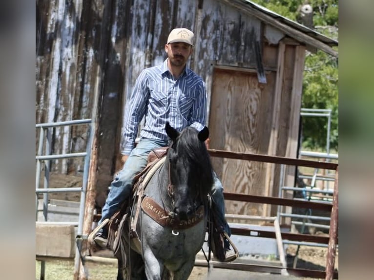 American Quarter Horse Wallach 10 Jahre 142 cm Roan-Blue in Tres Pinos