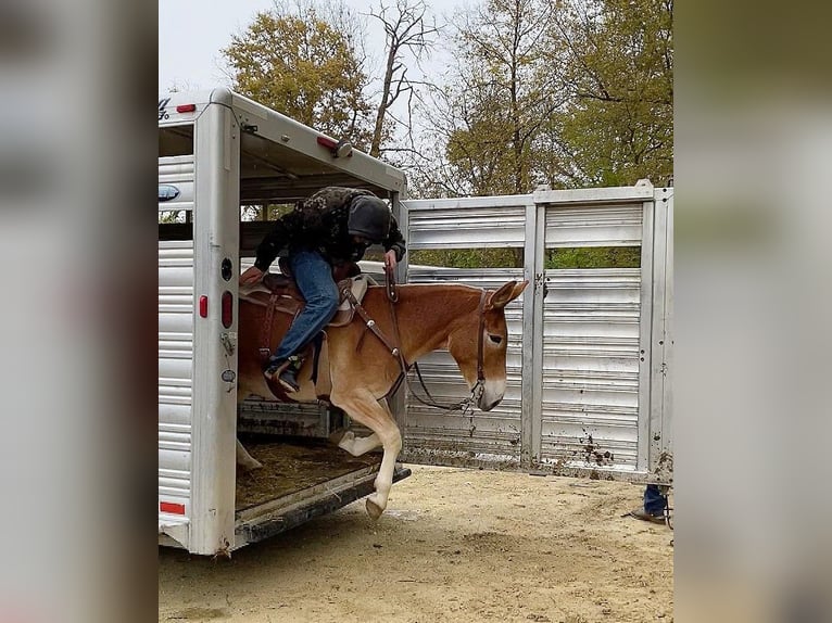 American Quarter Horse Wallach 10 Jahre 142 cm Rotfuchs in Van Horne IA