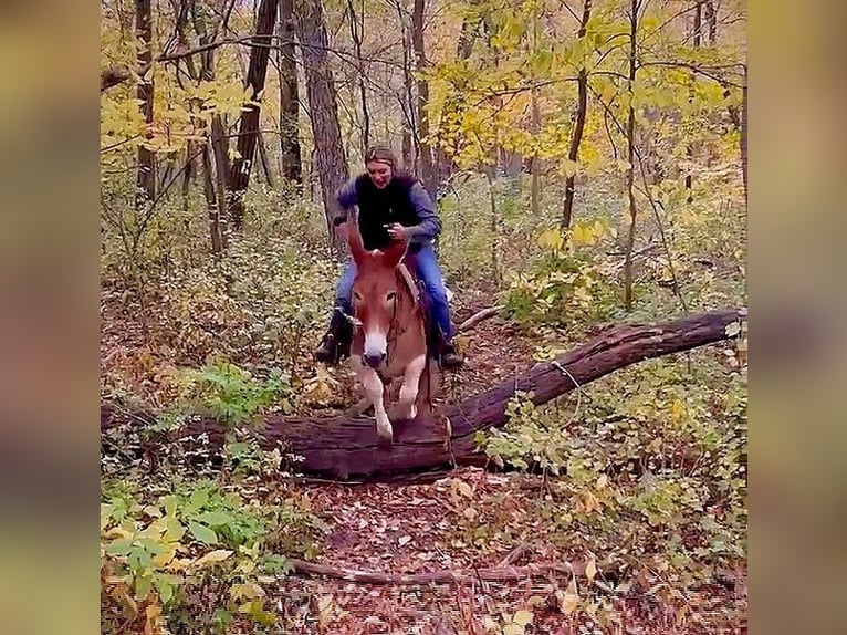 American Quarter Horse Wallach 10 Jahre 142 cm Rotfuchs in Van Horne IA