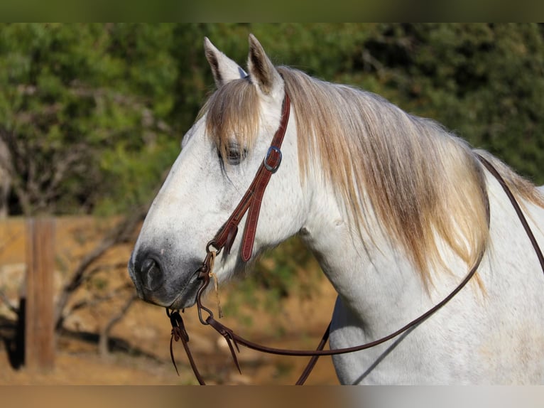 American Quarter Horse Wallach 10 Jahre 142 cm Schimmel in cleburne TX