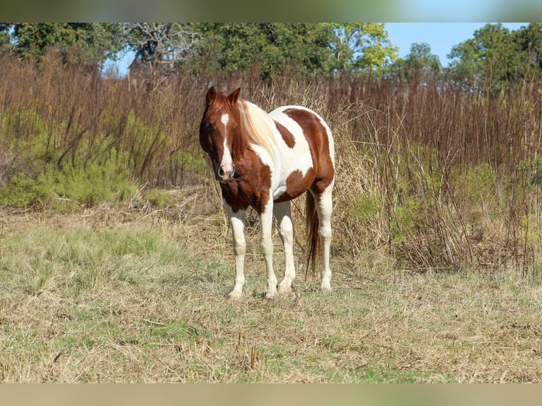 American Quarter Horse Wallach 10 Jahre 142 cm Tobiano-alle-Farben in Poolville TX