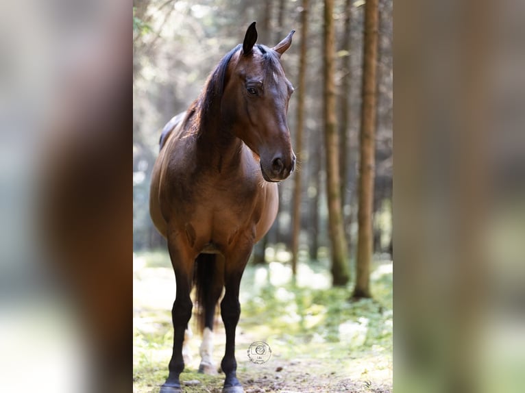 American Quarter Horse Mix Wallach 10 Jahre 145 cm Brauner in Eggenfelden