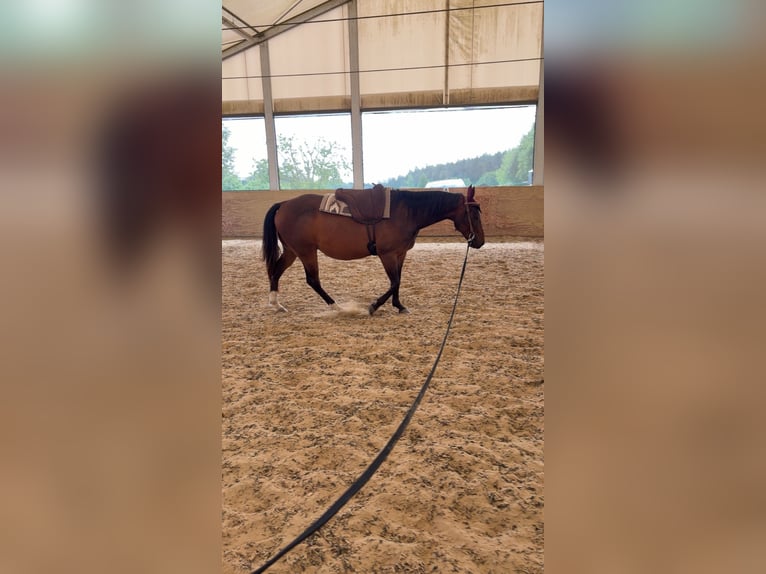 American Quarter Horse Mix Wallach 10 Jahre 145 cm Brauner in Eggenfelden