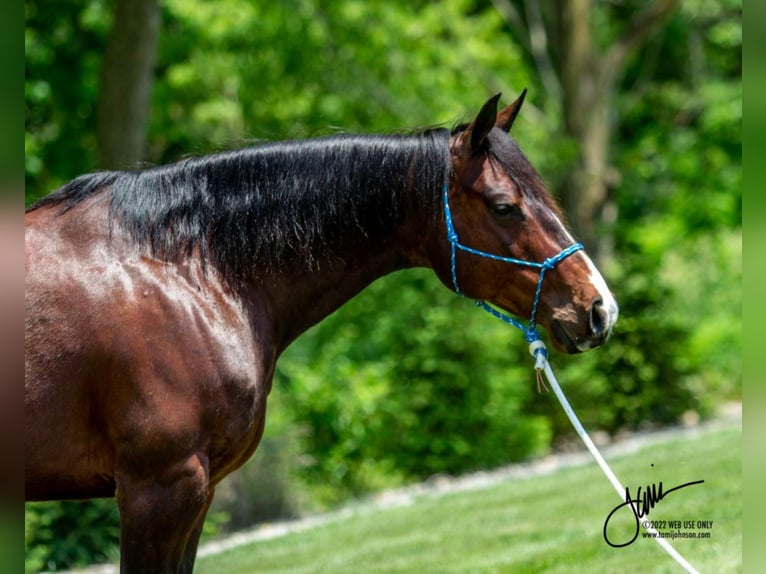 American Quarter Horse Mix Wallach 10 Jahre 145 cm Rotbrauner in Fredericksburg, OH