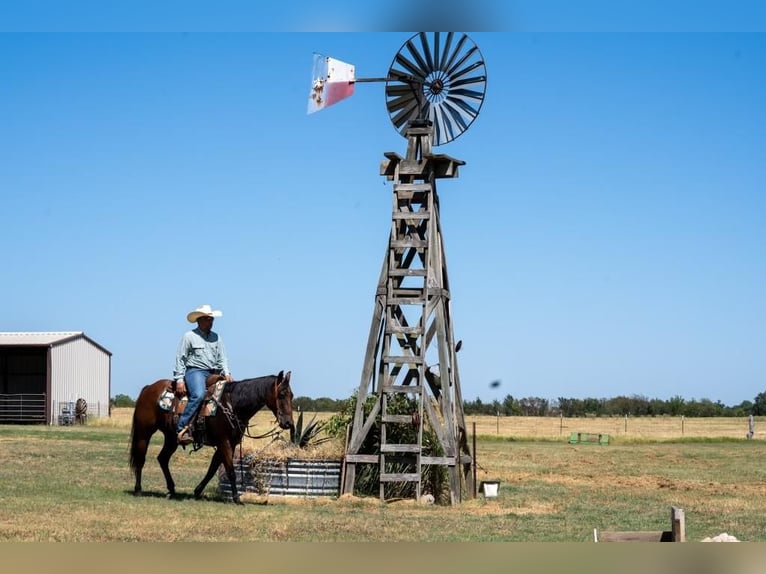 American Quarter Horse Wallach 10 Jahre 145 cm Rotbrauner in Mt Vernon, TX