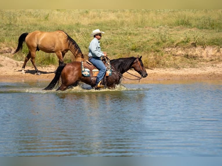 American Quarter Horse Wallach 10 Jahre 145 cm Rotbrauner in Mt Vernon, TX