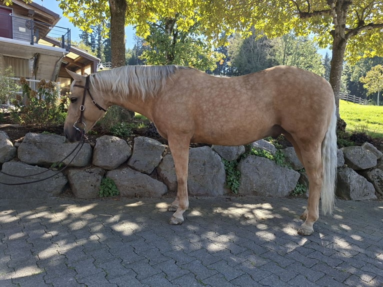 American Quarter Horse Wallach 10 Jahre 146 cm Palomino in Hosenruck