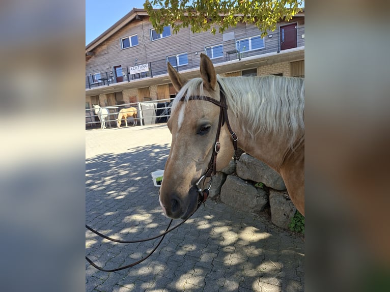 American Quarter Horse Wallach 10 Jahre 146 cm Palomino in Hosenruck