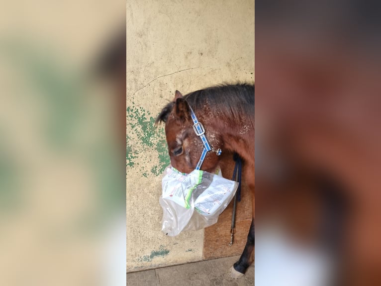 American Quarter Horse Wallach 10 Jahre 146 cm Roan-Bay in Endingen