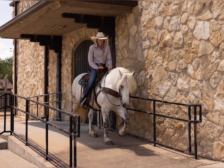 American Quarter Horse Wallach 10 Jahre 147 cm Apfelschimmel in Bryers TX