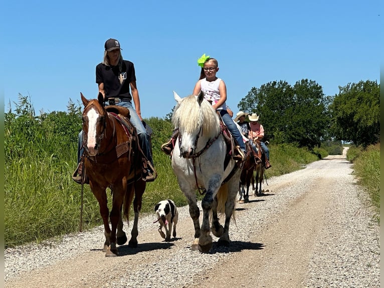 American Quarter Horse Wallach 10 Jahre 147 cm Apfelschimmel in Bryers TX