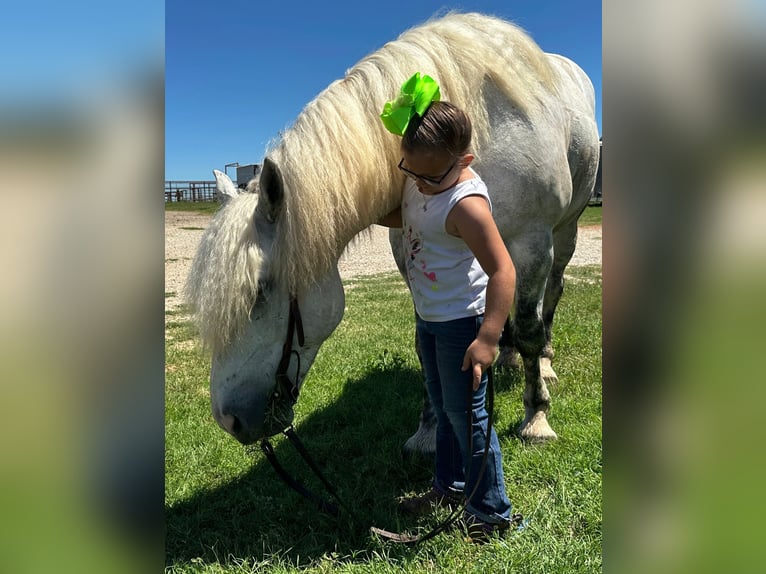 American Quarter Horse Wallach 10 Jahre 147 cm Apfelschimmel in Bryers TX