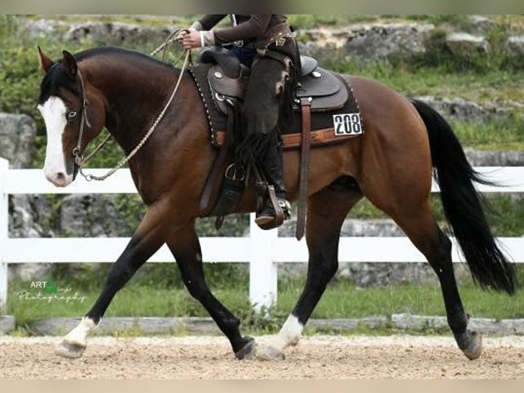 American Quarter Horse Wallach 10 Jahre 147 cm Brauner in Fladungen