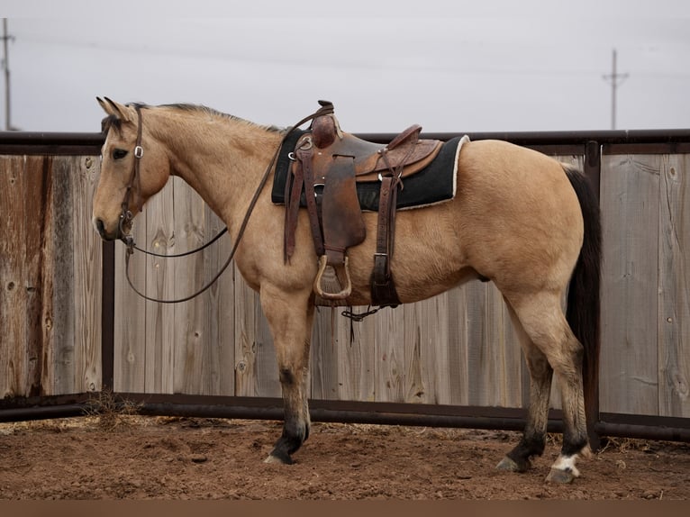 American Quarter Horse Wallach 10 Jahre 147 cm Buckskin in Amarillo