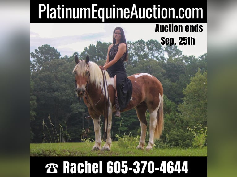 American Quarter Horse Wallach 10 Jahre 147 cm Dunkelfuchs in Rusk TX