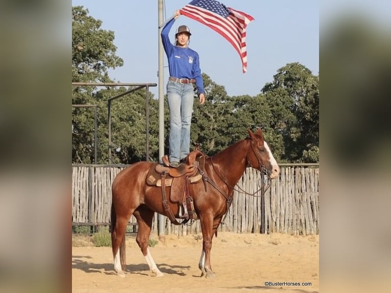 American Quarter Horse Wallach 10 Jahre 147 cm Dunkelfuchs in Weatherford TX
