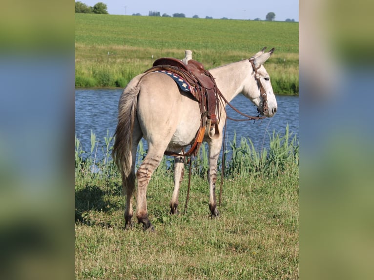 American Quarter Horse Wallach 10 Jahre 147 cm Falbe in Charleston IL