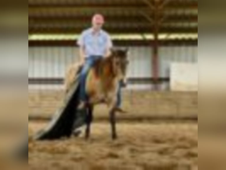 American Quarter Horse Wallach 10 Jahre 147 cm Grullo in Waco TX